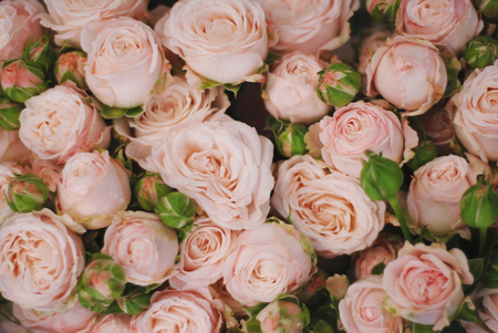 Pink Beautiful Roses Bouquet Texture. Top view Copy Space. Vintage Greeting Cardの写真素材