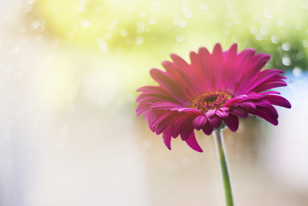 Closeup of a pink gerbera daisy with copy space, selective focus on foreground petals with blurred bokeh background. Women and mother day.の写真素材