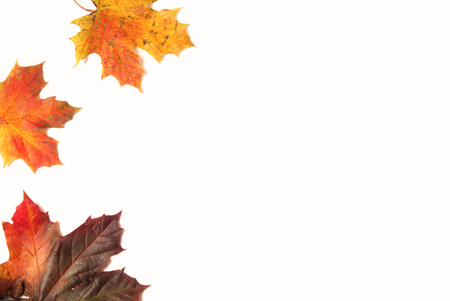 Colorful autumn orange and red natural maple leaf isolated on white background. Copy space.の写真素材