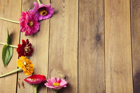 Bouquet of zinnia flowers over wooden background, top viewの写真素材