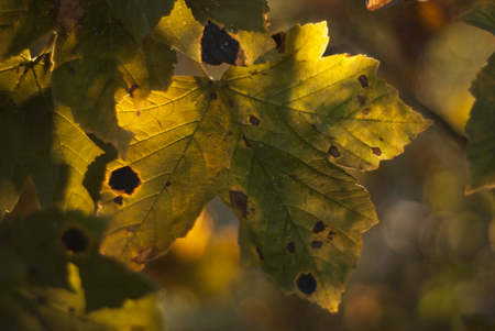 Autumn maple leaves background at sunsetの写真素材