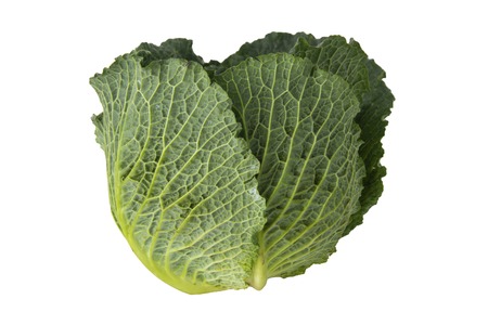 Organic food. Green savoy cabbages isolated on white background fresh green head.の写真素材