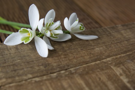 Spring flowers. Bouquet of beautiful snowdrops on wooden background