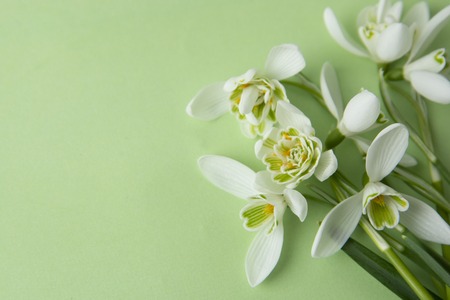 Creative spring flowers, white snowdrops over green background. Abstract background for greeting cards. Isolated.の写真素材