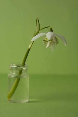 Spring flower, white snowdrops over green background. Abstract background for greeting cards. Isolated.の写真素材