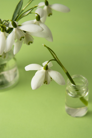 Spring flower, white snowdrops over green background. Abstract background for greeting cards. Isolated.の写真素材