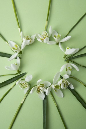 Spring flowers - white snowdrops Galanthus nivalis arranged in circle, on a green background with space for text. Top view, flat lay.の写真素材