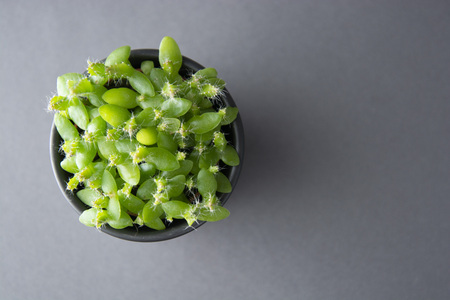 Small plant in pot succulents or cactus isolated on gray background. Decorative indoor plant. Business or education template. Decorative indoor plant. Copy space.の写真素材