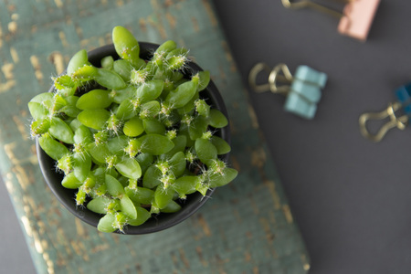 Small plant in pot succulents or cactus isolated on gray background. Decorative indoor plant.の写真素材