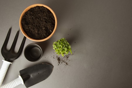Spring gardening. Planting indoor plant. Succulent, cactus plant. Garden tools, pot, gray background with copy spaceの写真素材