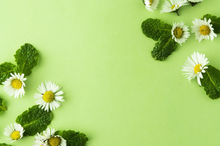 Natural camomile flower herbs on green, for tea or design. Summer green background with copy space.