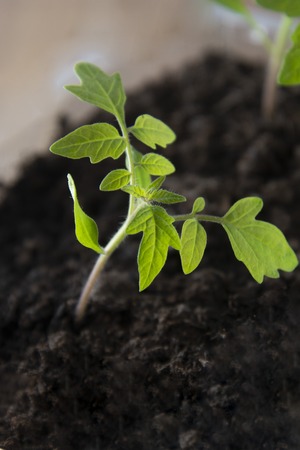 Sprouting tomato seedlings in the greenhouse. spring gardening concept. Grow your own vegetables, isolated tomato plant.の写真素材