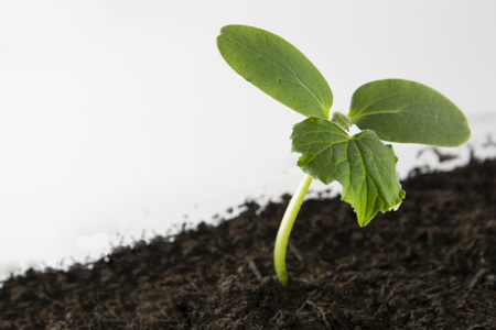 Young and healthy cucumber sprout seedling stands in plastic pots. Cultivation of cucumbers in greenhouse. Cucumber seedlings.の写真素材