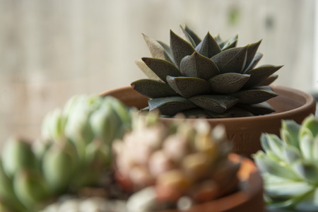 Succulents: various echeveria indoor plants in pots. Mix of beautiful succulents, Lifestyle imageの写真素材