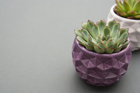 Styled Echeveria Succulent Plant in purple pot, grey background indoor decorative flower pot. Copy space. Template for work tableの写真素材