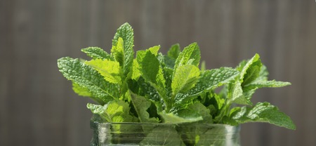 Fresh peppermint leaves banner. Summer drinks ingredient, cocktail. Garden eco mint leaves.