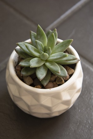 Echeveria, succulent plant in pot. Rare succulent indoor decorative plant, isolated.