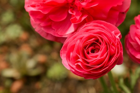 Pink Ranunculus flowers growing in garden on a sunny day.の写真素材