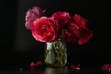 Red ranunculus flowers in vase, on black
