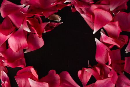 Red ranunculus flower petals over blackの写真素材