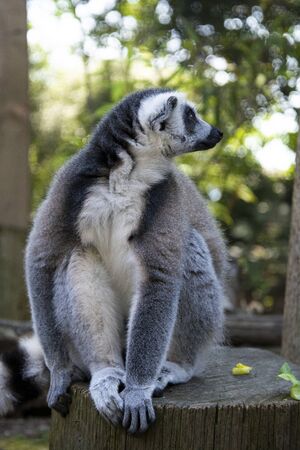 Close up Lemur monkey at the zoo, summer day. Cute extic animalの写真素材