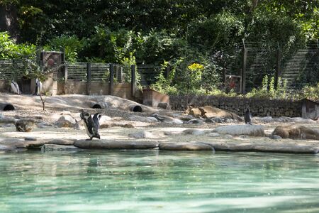 Humboldt penguins at the zoo. Little cute pinguins on a rock at the zoo.の写真素材