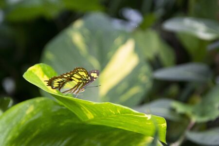 Close up colorful butterfly on green leaf, beautiful summer backgoundの写真素材