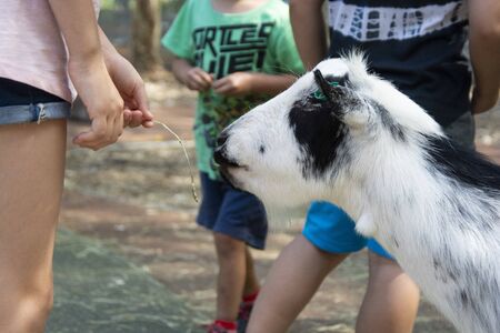 Child feeds goat at London zoo, summer day.の写真素材