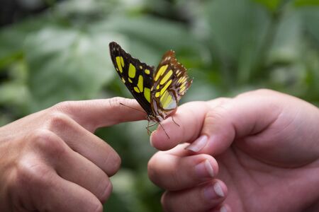 Close up orange butterfly on woman's hand, over green leaf, beautiful summe backgound.の写真素材