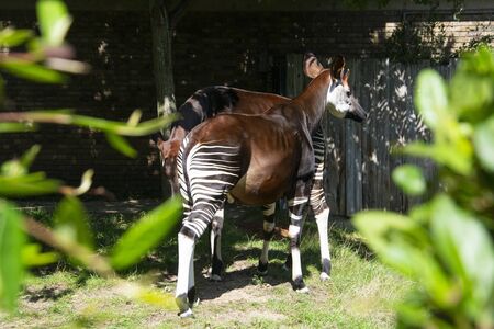 Exotic zebra okapi animal at the zoo. Isolated okapi family.の写真素材