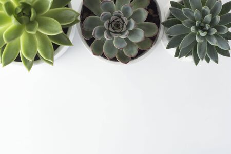 Top view of potted succulent plants set of three various types of Echeveria succulents. Copy space.の写真素材