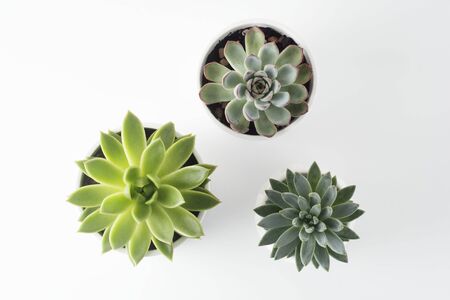Top view of potted succulent plants set of three various types of Echeveria succulents. Copy space.の写真素材