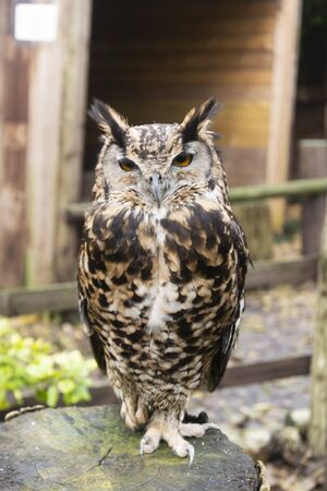 The short-eared owl brown closeup owl portraint in the woodsの写真素材