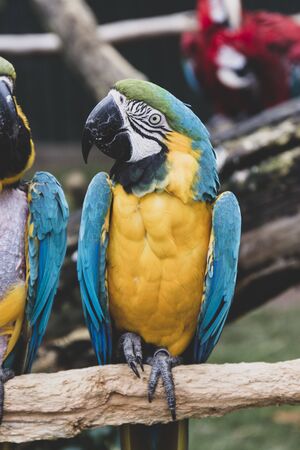 Macaw parrots on branches, blue yellow colorful parrots at the zoo.