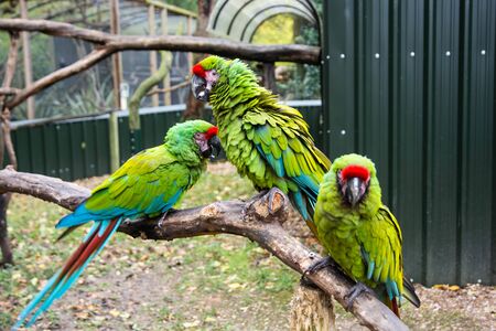 Mexican Red-headed tropical parrots on a brunch, zoo. Birds. Colorful exotic birdの写真素材