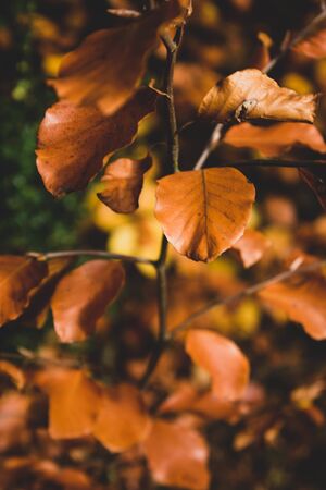 Autumn orange yellow leaves closeup, in park. Autumn background texture.の写真素材