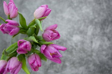 Purple tulips bouquet. Isolated on dark background with copy space. Valentine's day or Mother's dayの写真素材