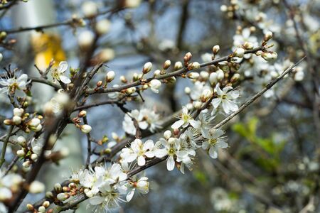 Beautiful flowering tree branch, spring flower background over blue skyの写真素材