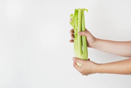 Woman hand hold celery isolated on white background. Copy spaceの写真素材