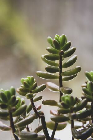 Succulent plant indoor decorative pot flower isolated.の写真素材