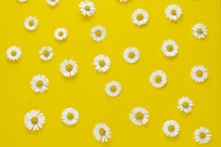 White chamomile daisy flowers on yellow background, summer flat layの写真素材
