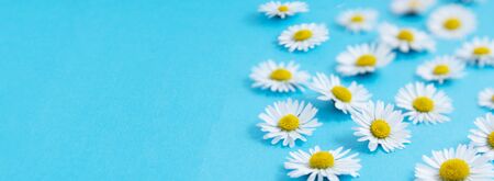 White chamomile daisy flowers on blue background, summer flat lay. Banner.の写真素材