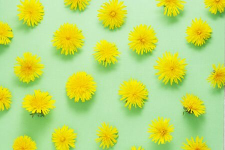 Yellow dandelion flowers on green background.の写真素材