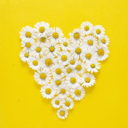 Heart shape made from white chamomile daisy flowers on yellow background. Alternative medicine.の写真素材