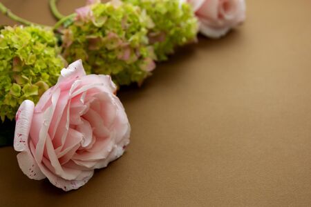 Floral mock up. Pink roses and green hydrangea, brown background with copy space for text.