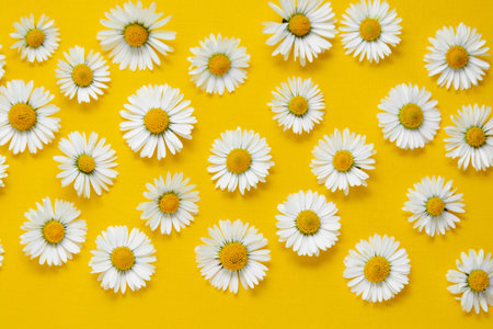 White chamomile daisy flowers on yellow background. Abstract summmer background.の写真素材