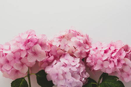 Pink hydrangea flowers in a raw, natural live flowers on white backgroundの写真素材