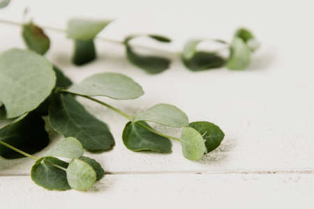 Eucalyptus isolated, on white wooden background with copy space.