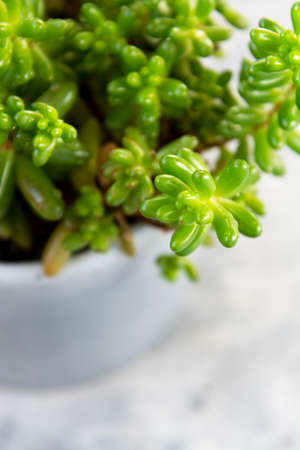 Jelly beans succulent plant Sedum pachyphyllum in potの写真素材