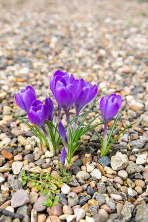 Crocus purple flowers spring time.